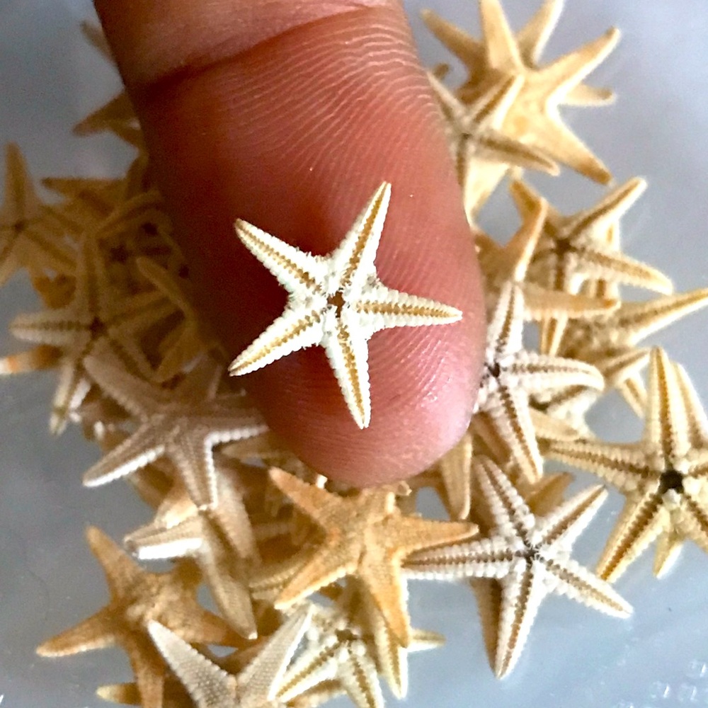 100 dried sea stars
